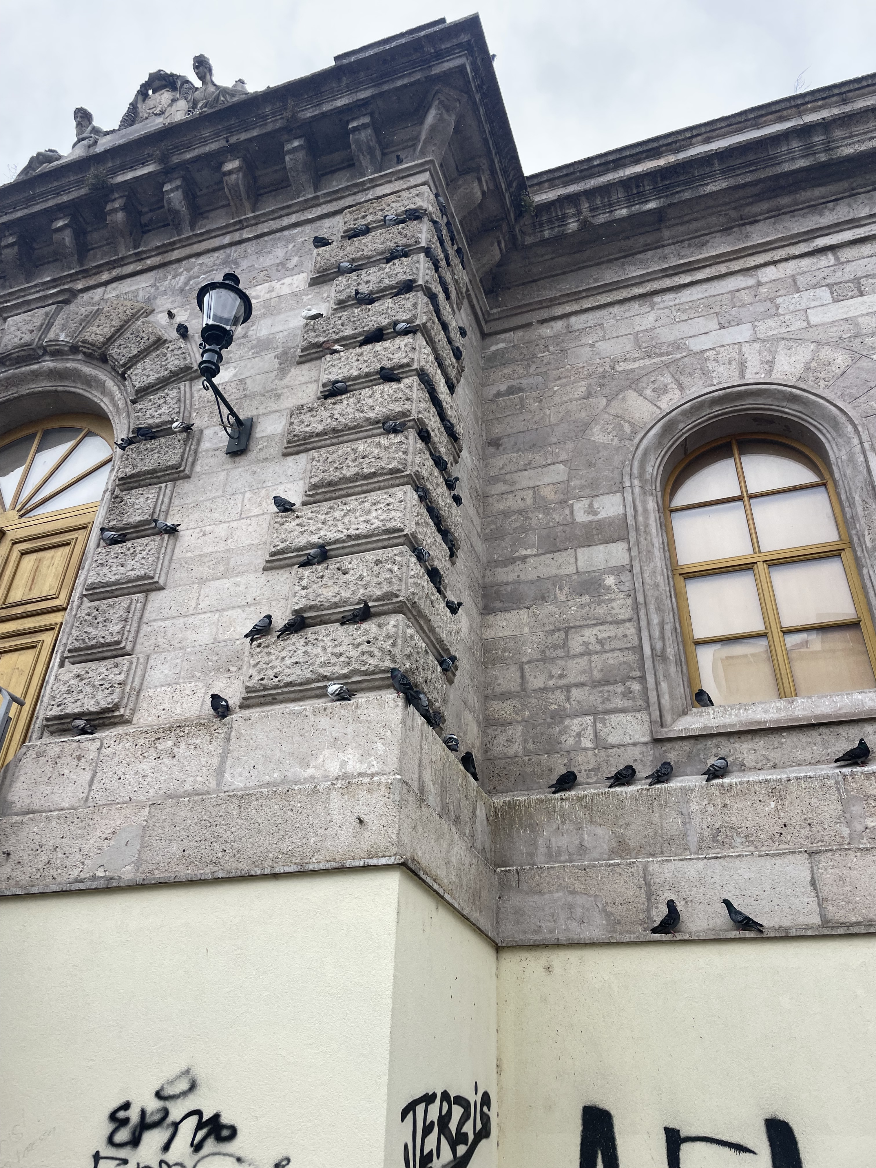 Tauben Meiselmarkt Wien